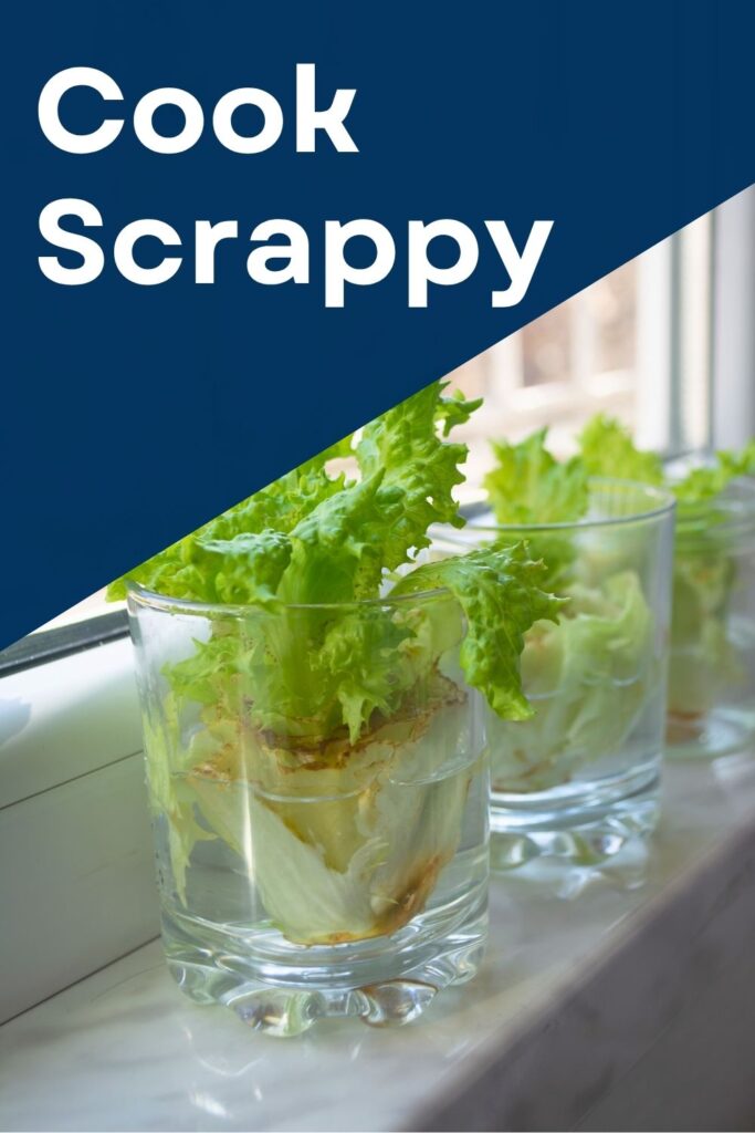 3 clear glasses on a window ledge with water and the root of a head of lettuce in them. text above reads, "cook scrappy."